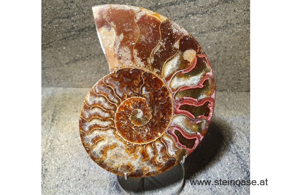 Ammonite Nr.5 - rechts